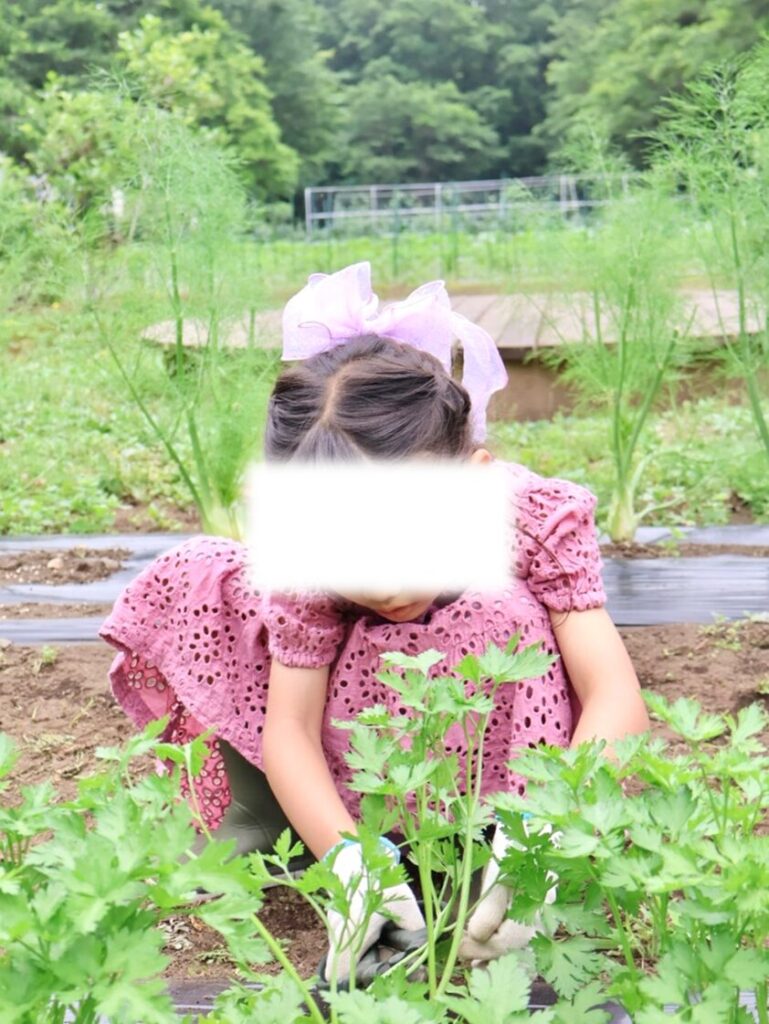 イタリアンパセリを丁寧に収穫する子供の手元