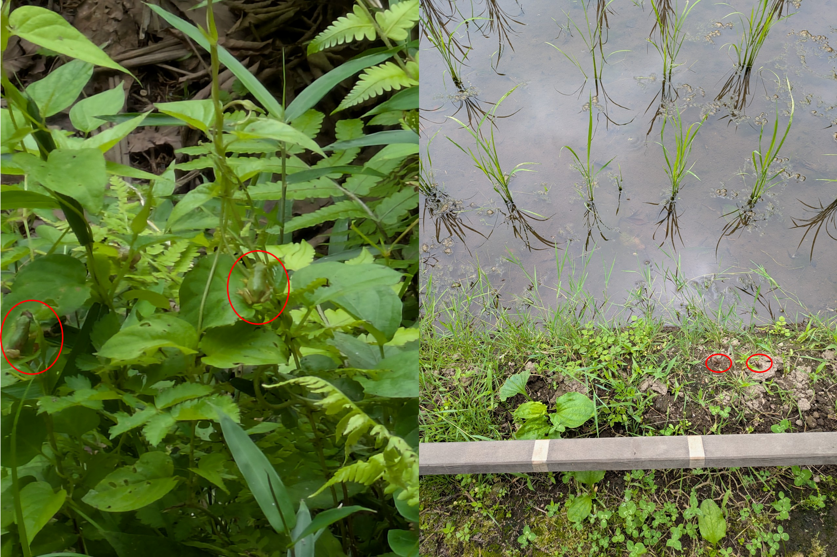 アグリガーデン周辺で見つけた色とりどりのカエル