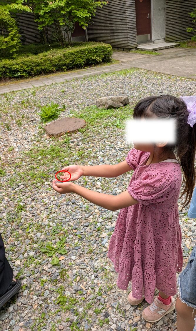 カエルを優しく触る子供の様子