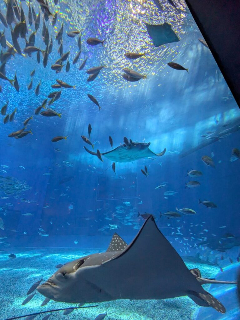 カフェオーシャンブルーの指定席から見上げる巨大水槽と泳ぐ魚たち