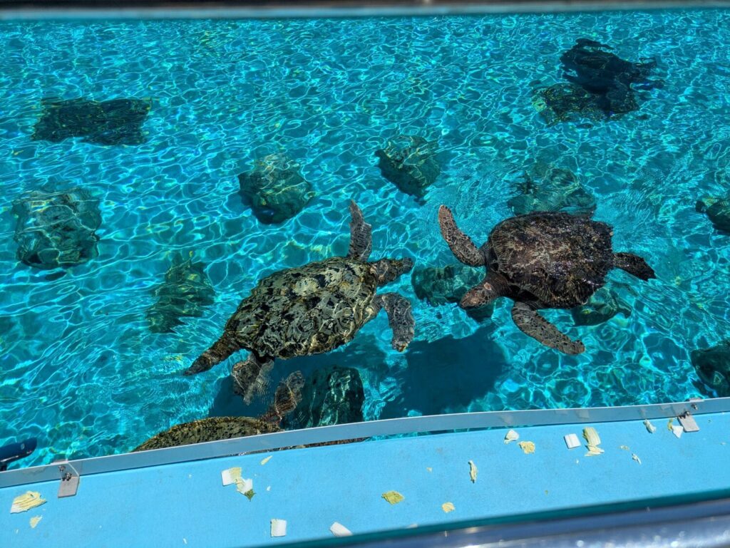 沖縄美ら海水族館のウミガメ館屋外プールの様子