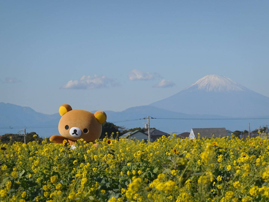 ソレイユの丘のコラボイベント「ナノハナとリラックマ」。一面に咲き誇る黄色の菜の花畑から顔をのぞかせるリラックマと、背景にそびえる雪化粧の富士山